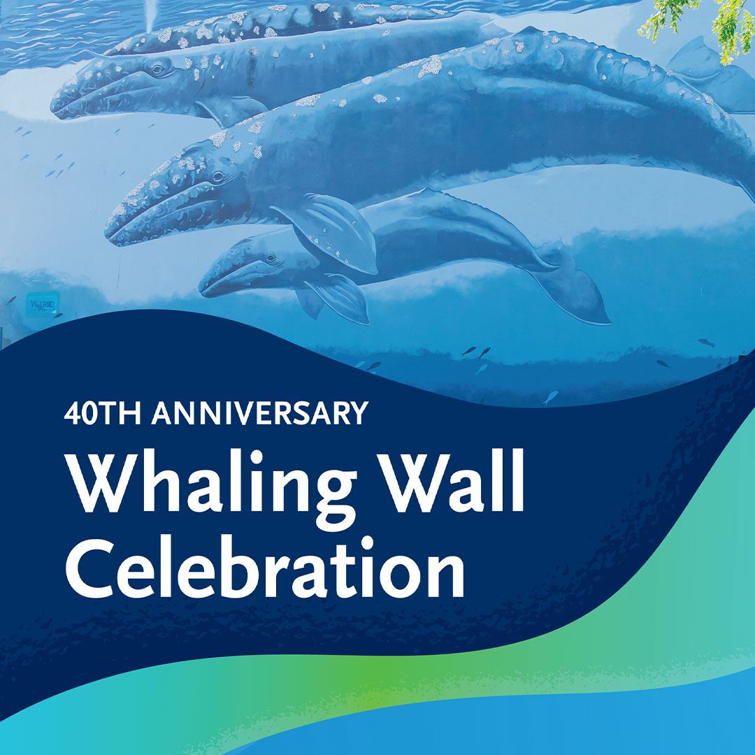 Whale wall celebration event