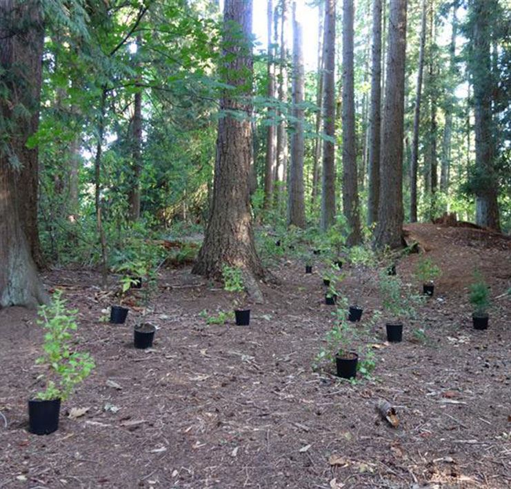 New trees and shrubs in Ruth Johnson Park