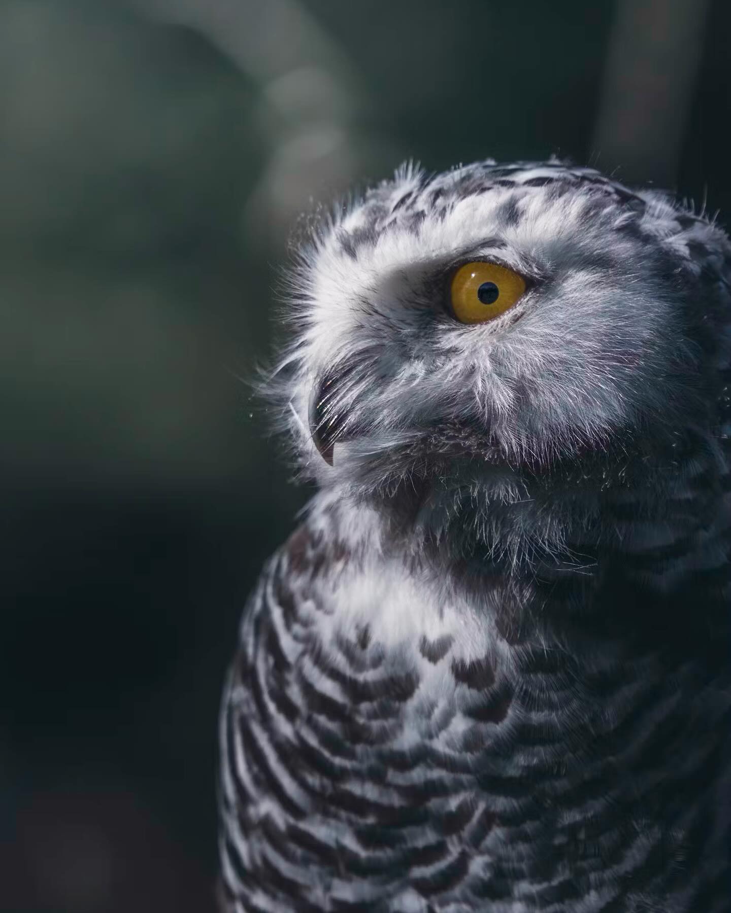 owl with glowing eyes