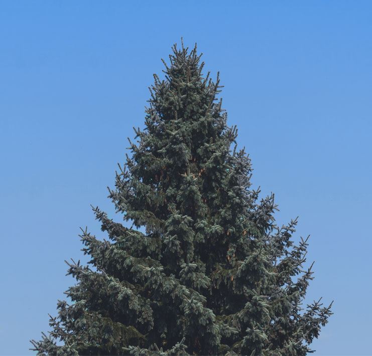 Christmas tree blue sky