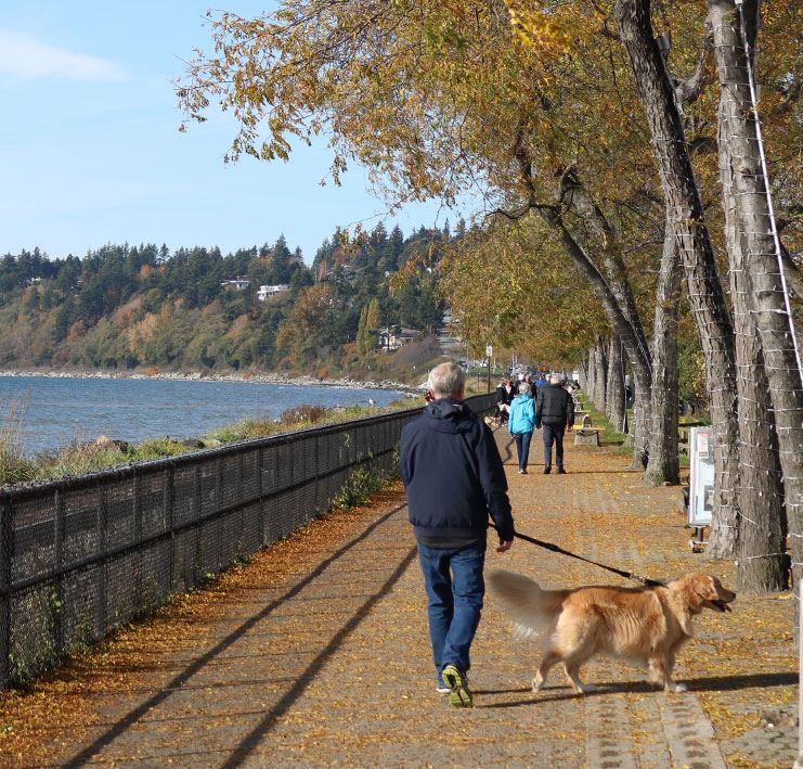 Man walking a dog on a leash along the White Rock promenade