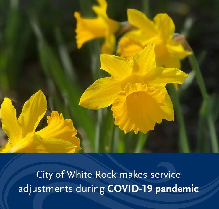 yellow daffodil - service adjustments during COVID-19 pandemic