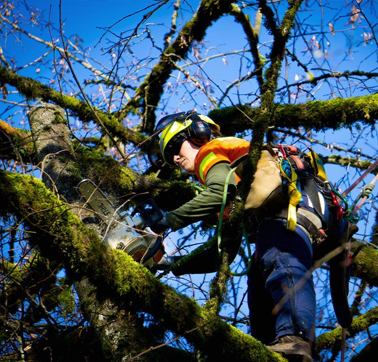 arborist trimming tree wearing safety equipment
