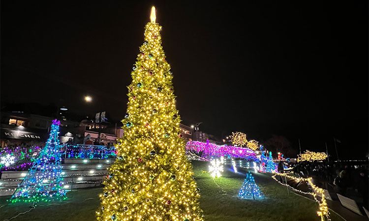 20 foot Christmas tree lit up in park with white lights