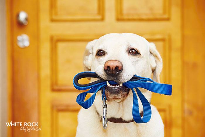 White labrador dog holding blue walking leash in its mouth 