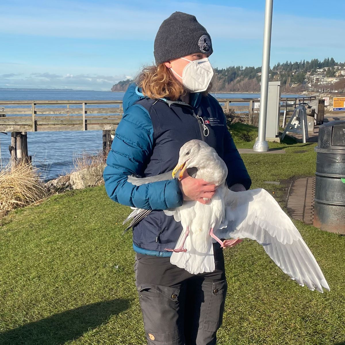Salish Sea Gull - Researchers captured Sea Gull