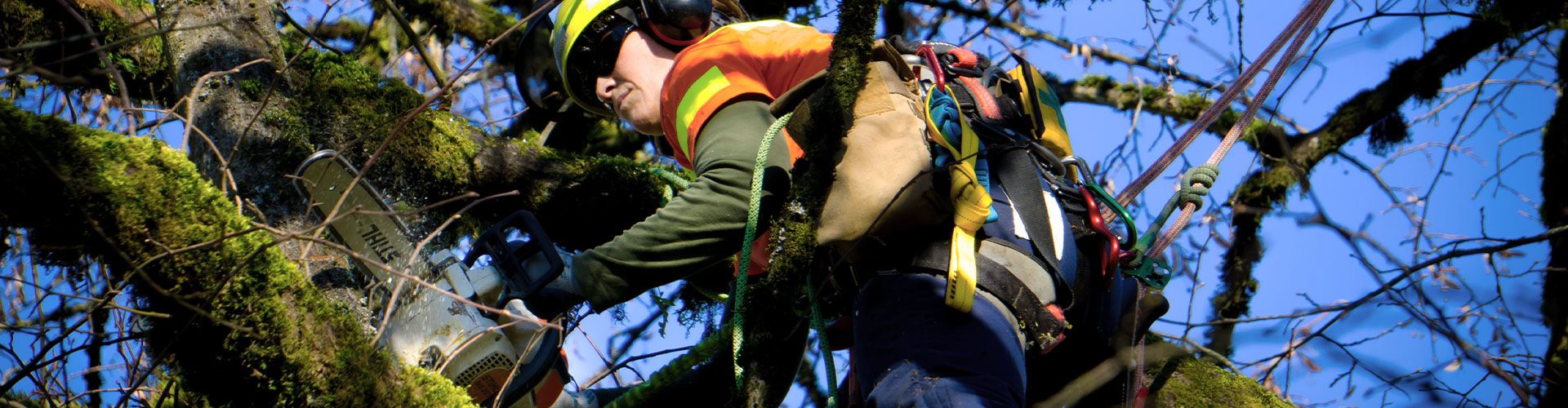 Person pruning tree wearing safety gear