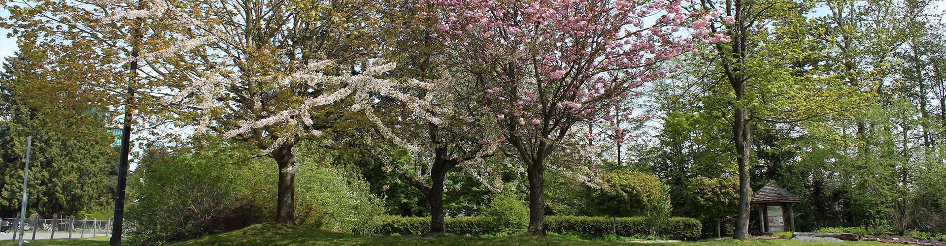 Green and Cherry Blossom trees on City property