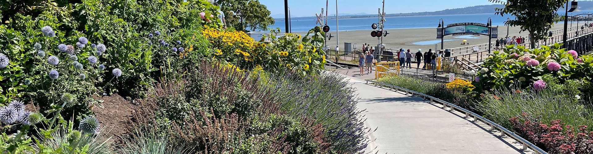 pathway leading to waterfront pier with yellow flowers on a sunny day